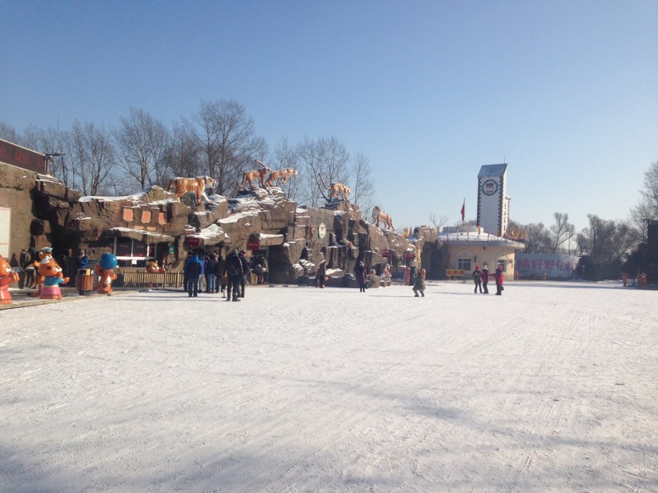 harbin siberian tiger park