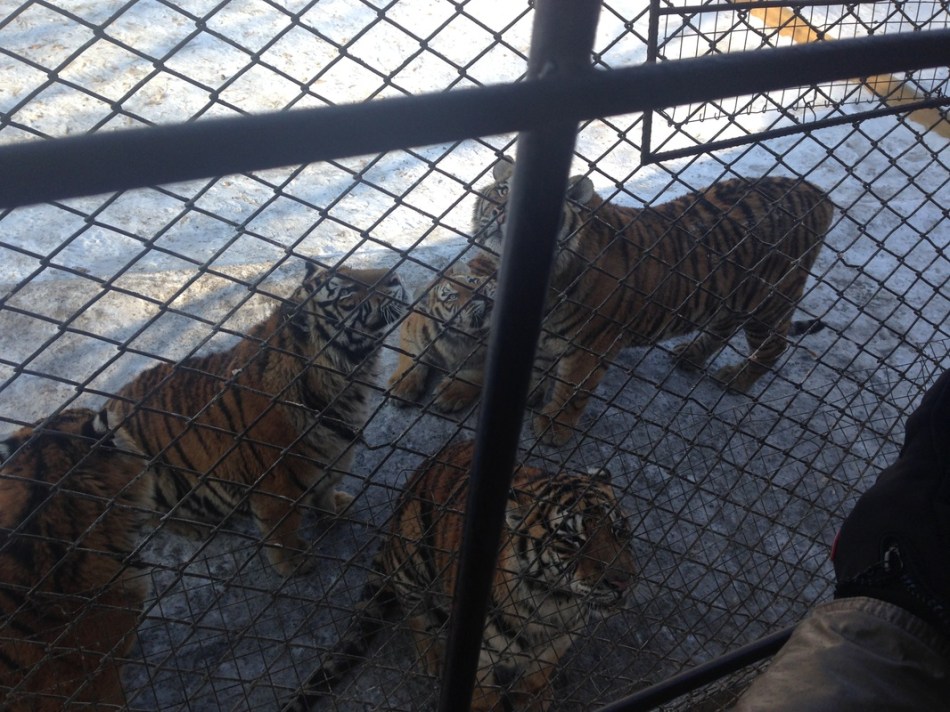 harbin siberian tiger park