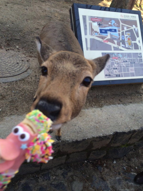 nara deer