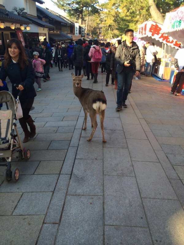 nara deer