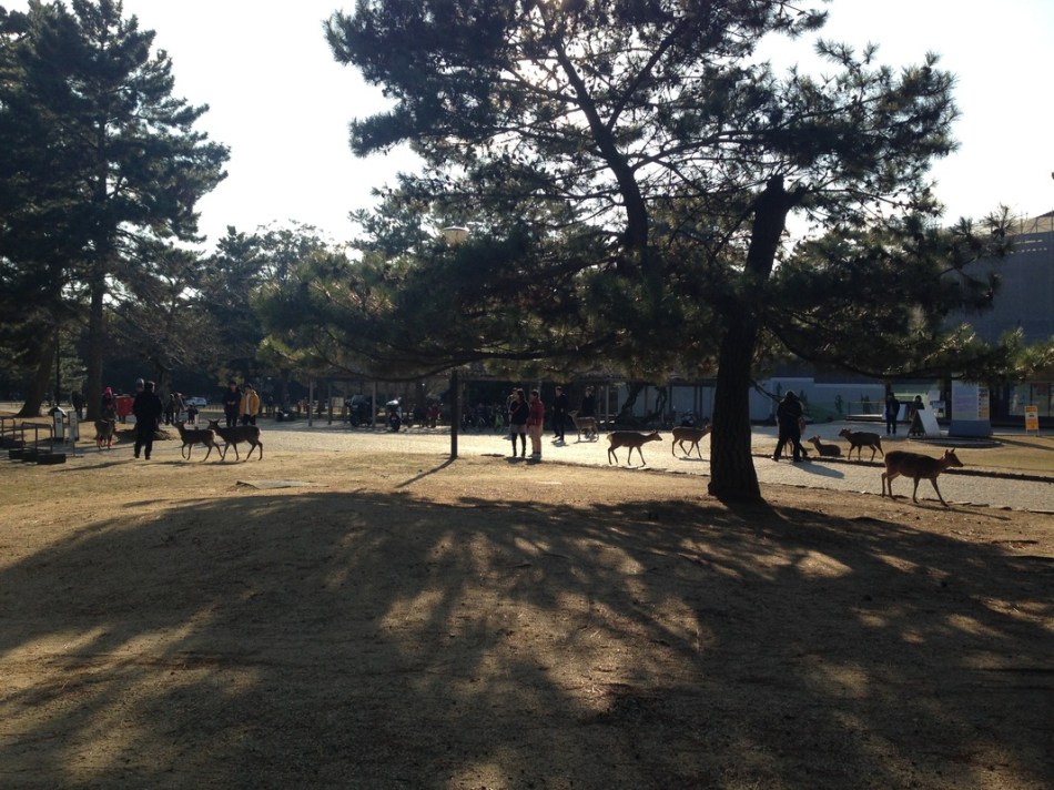 nara deer