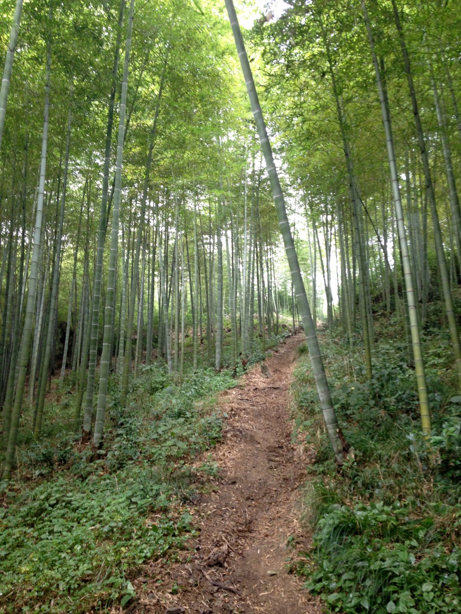 moganshan bamboo